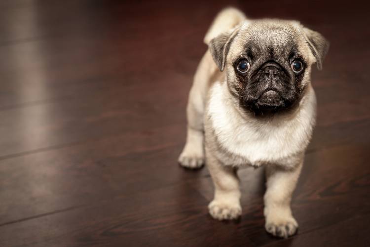 pug-690566_1920 pug-690566_1920