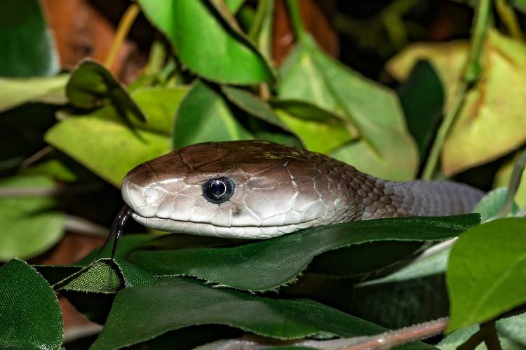 snake-4180798_1920 snake-4180798_1920