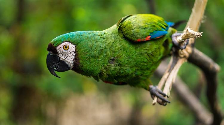 loro loro