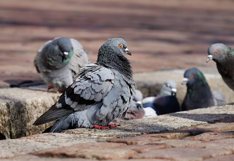 palomas palomas