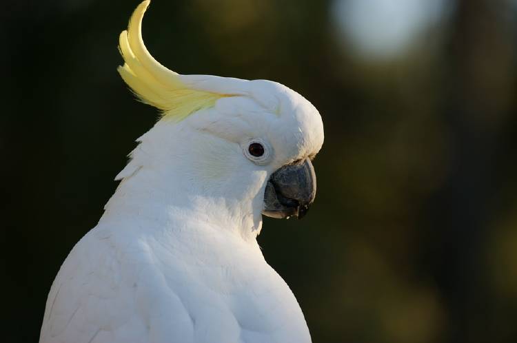 cockatoo-583921_960_720