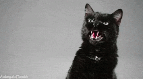 gato enojado gato enojado