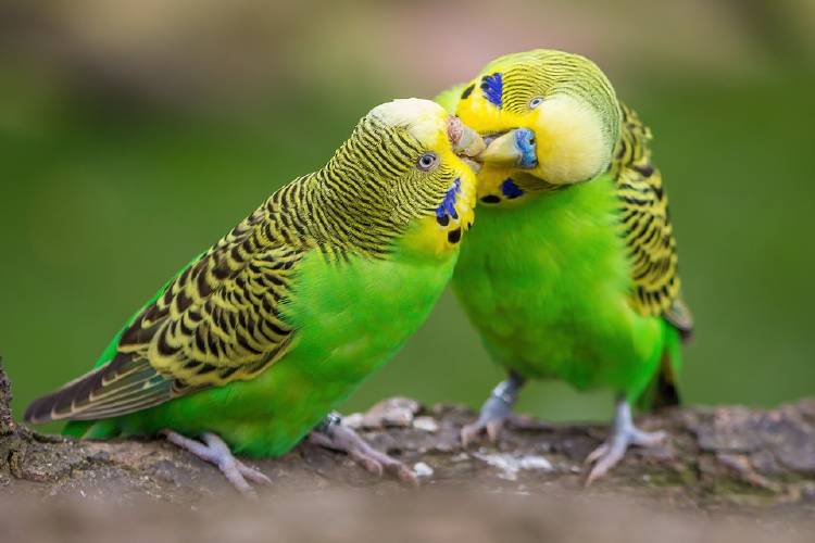 periquitos australianos periquitos australianos