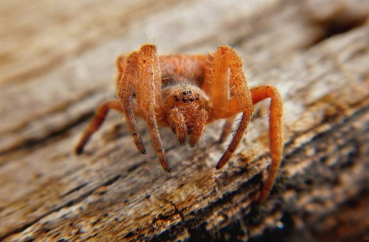 spider-4237861_1280 spider-4237861_1280