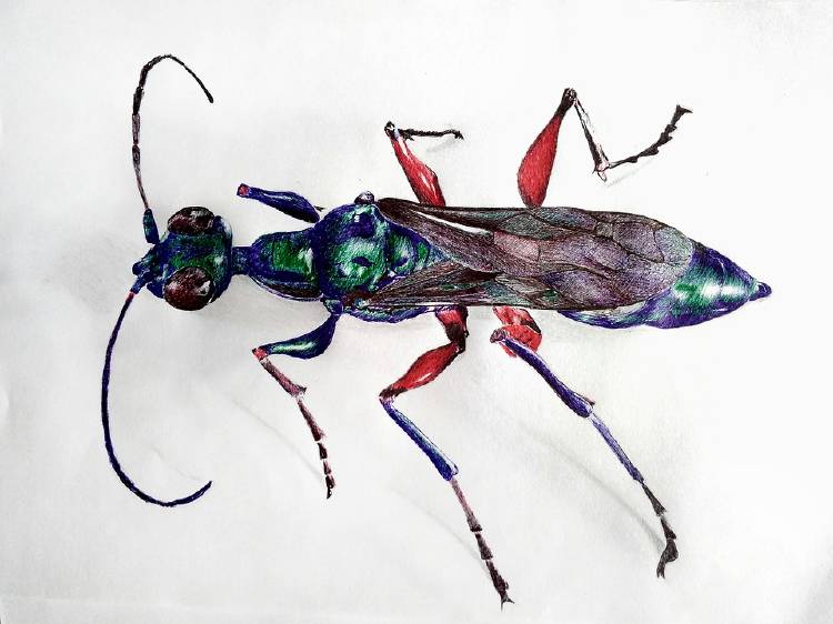 emerald-cockroach-wasp-3688733_960_720 emerald-cockroach-wasp-3688733_960_720