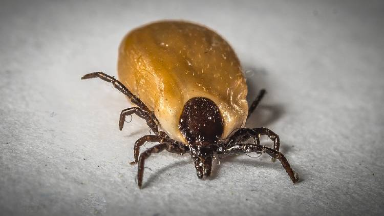 garrapata garrapata