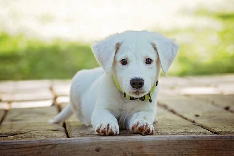 puppy-1903313_1920 puppy-1903313_1920