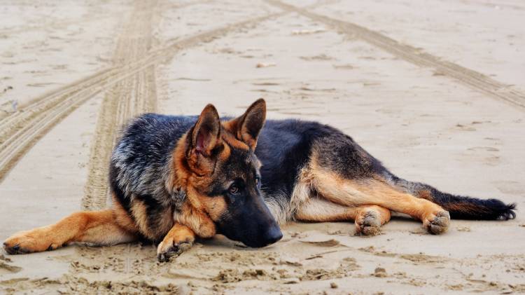 german-shepherd-1970026_1920 german-shepherd-1970026_1920