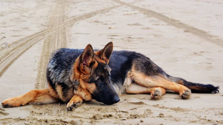 german-shepherd-1970026_1920