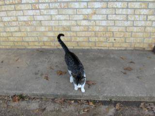 La cola del gato alzada en forma vertical y la punta doblada hacia abajo La cola del gato alzada en forma vertical y la punta doblada hacia abajo