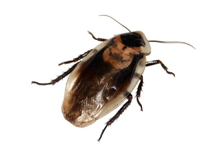 Insecto Insecto