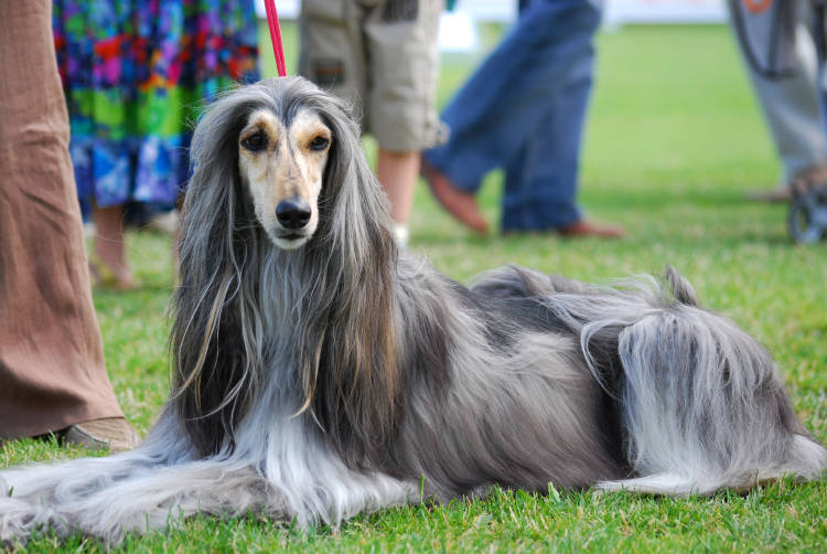 Arabian_Hound_001_U Arabian_Hound_001_U
