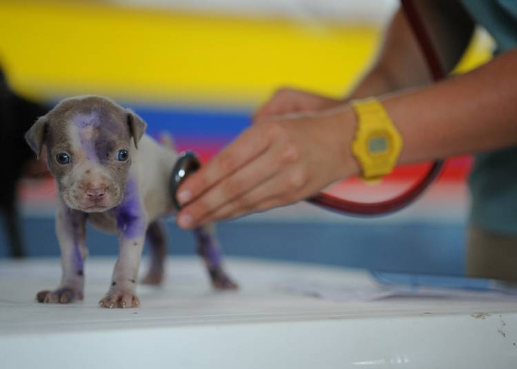 dog-91765_1280 dog-91765_1280