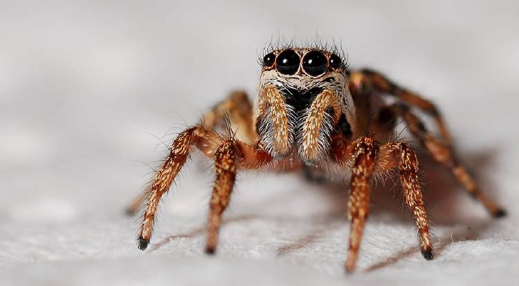 spider-564685_960_720