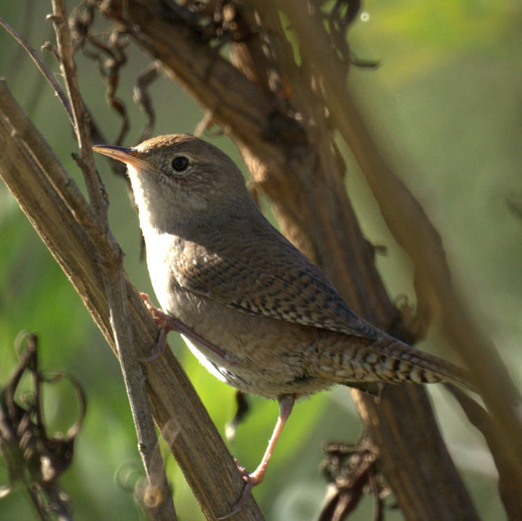Troglodytes_aedon_parkmanii,_San_Joaquin_1 Troglodytes_aedon_parkmanii,_San_Joaquin_1