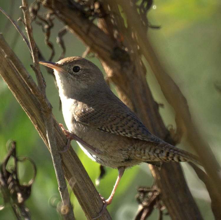 Troglodytes_aedon_parkmanii,_San_Joaquin_1