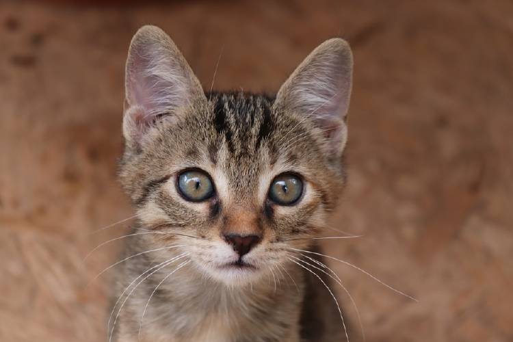 gatoooo gatoooo